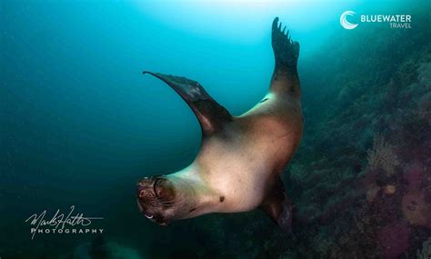 Sea Of Cortez Trip Report Bluewater Dive Travel