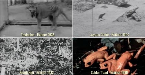 Imagens raras de 6 animais extintos nos últimos 100 anos Vídeo