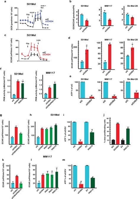 Chd Silencing Regulates Glycolysis And Cell Proliferation A Effect Of