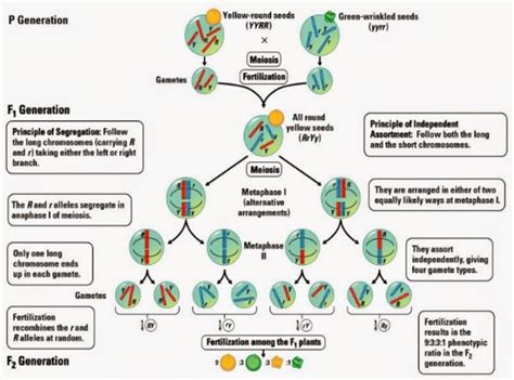 Chromosome Theory Of Inheritance W Schools