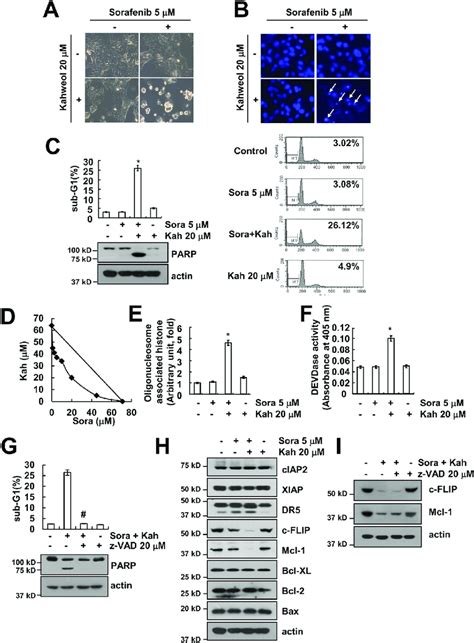 Combined Treatment With Sorafenib And Kahweol Induces Apoptosis In