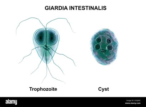 Giardia Lamblia Giardia Intestinalis Parasite Computer