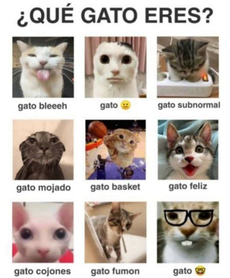 Gato Meme Subido Por Furrarka Memedroid