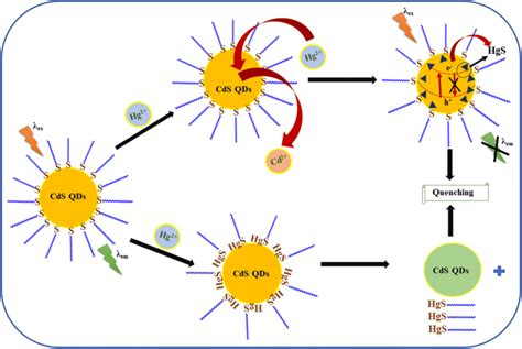 Schematic Illustration Of The Quenching Mechanism Of Gsh Cds Qds With