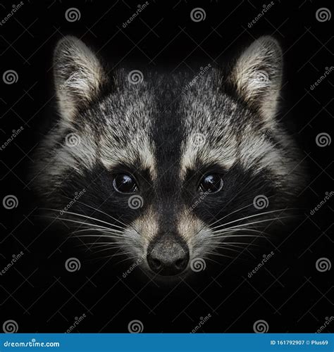 Raccoon Face Close Up on Black. Front View Stock Image - Image of look ...