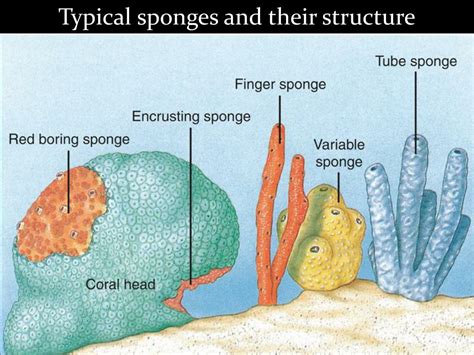 Phylum Porifera Ppt