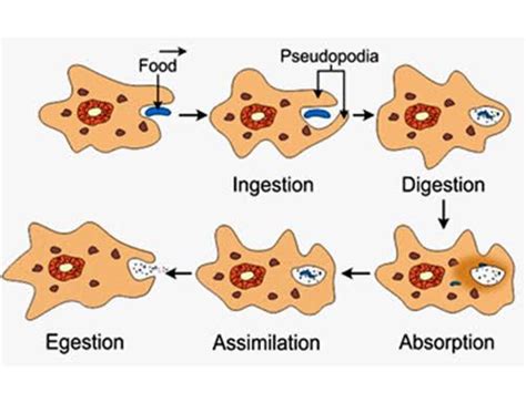 Explain The Process Of Digestion In Amoeba With A Diagram