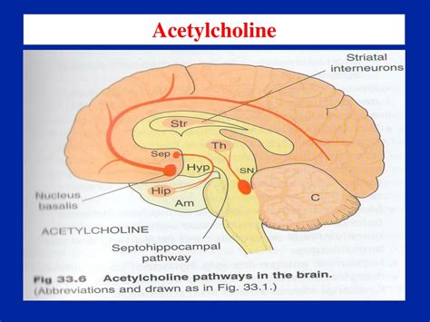 PPT Pharmacology Of Central Neurotransmitters Prof Yieldez Bassiouni