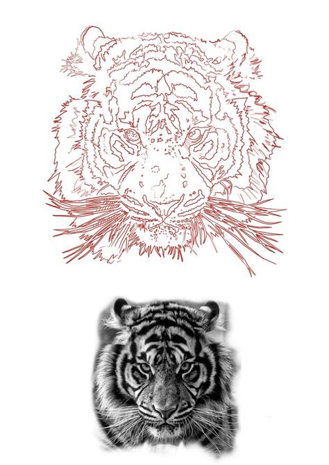 Tiger Tattoo Design and Lion Art Tattoo