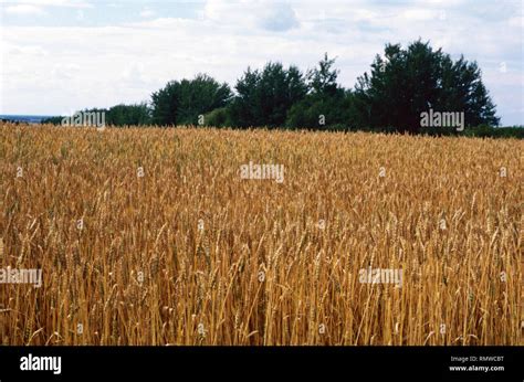 Saskatchewan Wheat Field Hi Res Stock Photography And Images Alamy