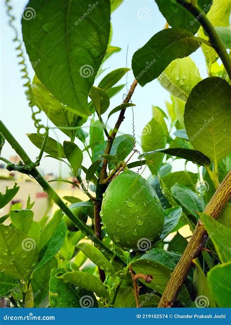 Juicy Lemons On Plant Terrace Gardening Home Grown Lemons Lemon Plant