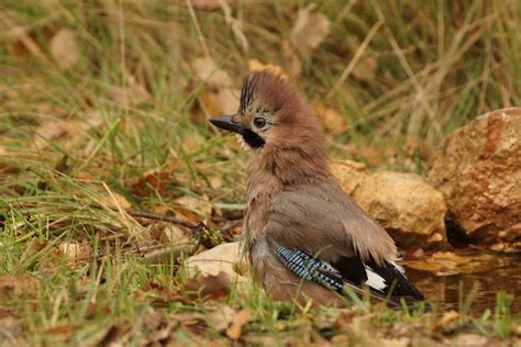 Pasi N Por Las Aves Arrendajo N Garrulus Glandarius