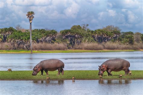 6 Reasons Why Wildlife Conservation Should be on your To-Do List | WWF