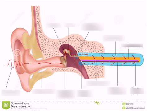 Mechanism Of Hearing Diagram Quizlet