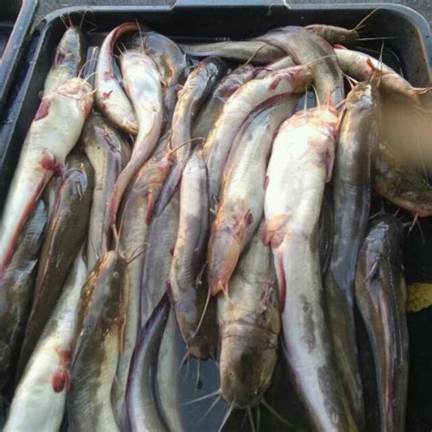 Jual IKAN SEMBILANG SEGAR Shopee Indonesia