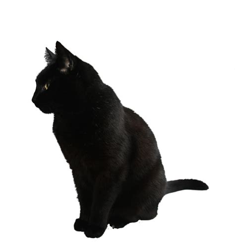 Black Cat Kitten Cat Png Image Free Download Picture Kitten Png