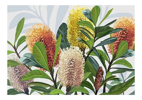 Australian Native Prints Banksia Australian Art Botanical - Etsy ...