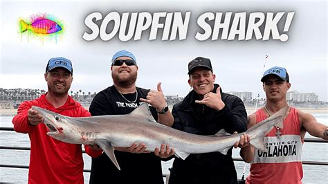 SHARK Caught At HUNTINGTON BEACH PIER YouTube