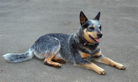 When Do Blue Heeler Puppies Get Their Color?