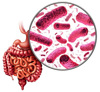 La Sant Du Microbiote Intestinal Et De Son H Te Perspectives