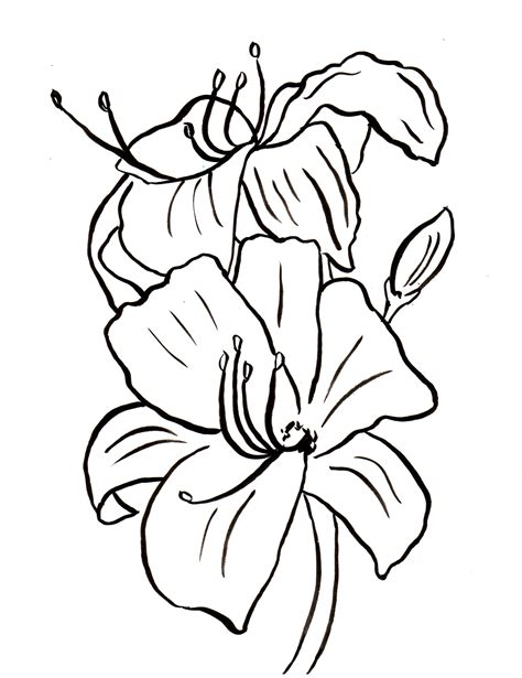 Lily Coloring Page Art Starts