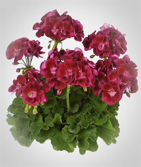 Balk Nov Kv Tiny Pelargonium Zonale Flower Fairy Velvet Kv Tiny