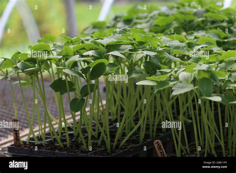 Propagating Vegetable Seedlings Hi Res Stock Photography And Images Alamy