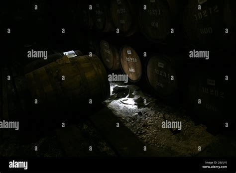 Whisky aging in barrel in a dark and damp storage Stock Photo - Alamy