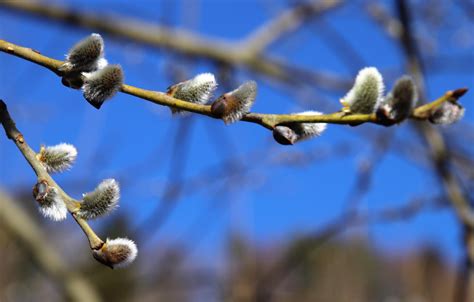 A Prelude To Spring The Pussy Willow University Of Minnesota