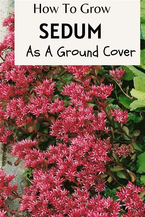 How to Grow Sedum as a Ground Cover | Ground cover, Sedum, Sedum ground ...