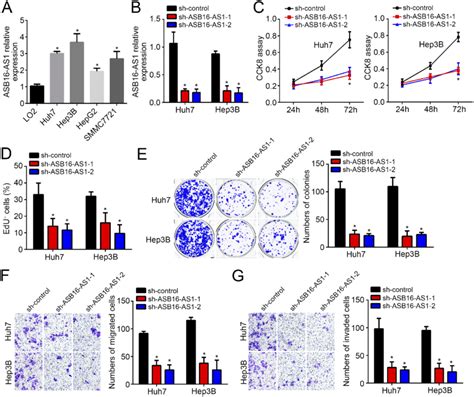 Effects Of Asb16 As1 Knockdown On Hcc Cells A Expression Patterns Of