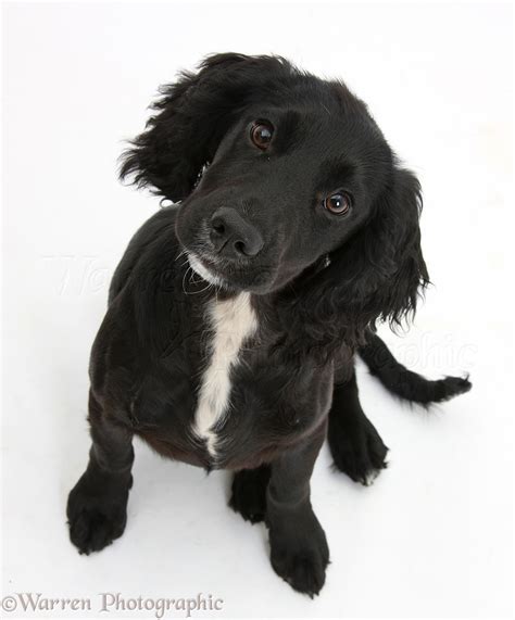 Dog: Black Cocker Spaniel pup photo WP41437