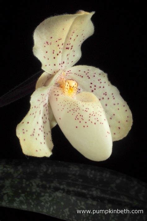 Paphiopedilum Concolor Pumpkin Beth