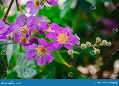 Inthanin La Flor De La Reina Rbol Grande Con Las Flores P Rpuras