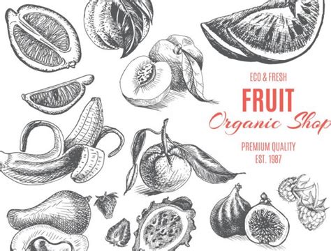 Hand Drawn Sketch Fruits Set Stock Vector Image By Pimonova