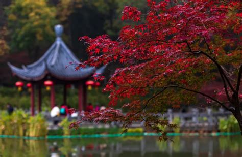 南京栖霞山枫叶最佳观赏时间是几月份 栖霞山停车指南旅泊网