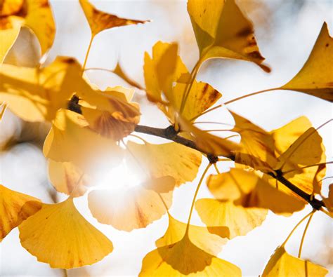 How to grow a ginkgo tree: expert advice from a gardener | Homes and