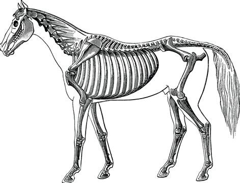 Horse Anatomy Skeleton