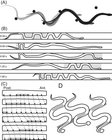 Diagram of several major snake locomotor modes. All image sequences ...