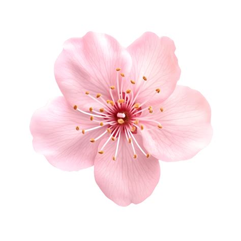 Pink Sakura Flower Isolated On Transparent Background Png