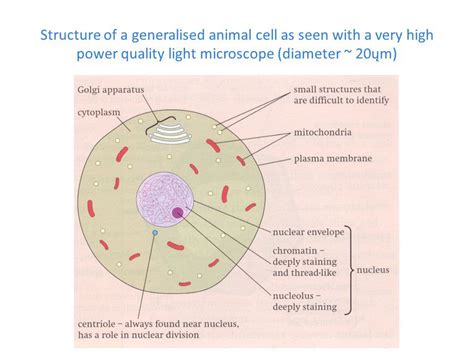 Animal Cell Electron Microscope