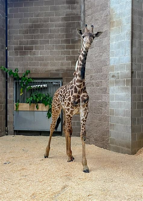 Roger Williams Park Zoo Welcomes 'Powerful' New Giraffe: 1-Year-Old