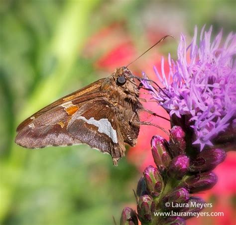 Silver Spotted Skipper Laura Meyers Photography