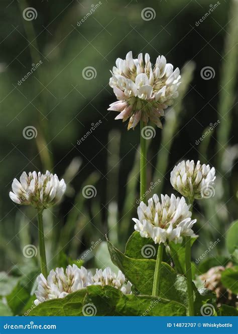 Trébol Blanco Repens Del Trifolium Imagen de archivo Imagen de