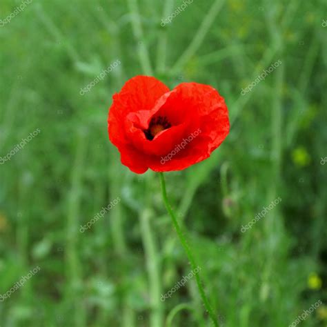 Close-up of single poppy flower — Stock Photo © lucysd #1345511