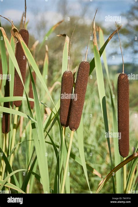 Bulrush Typha latifolia flowers in summer - closeup portrait Stock ...