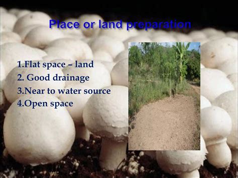 Button Mushroom Cultivation Ppt