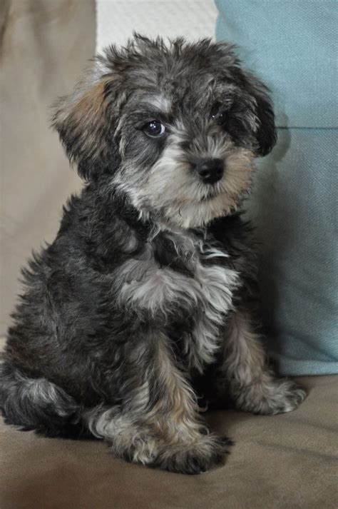 17 Best images about Schnoodle Puppies on Pinterest | Poodles ...