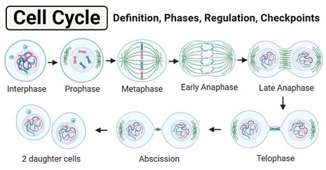 Diagram Of Cell Phases Genomik Gardiyan Koruyucu Melek P