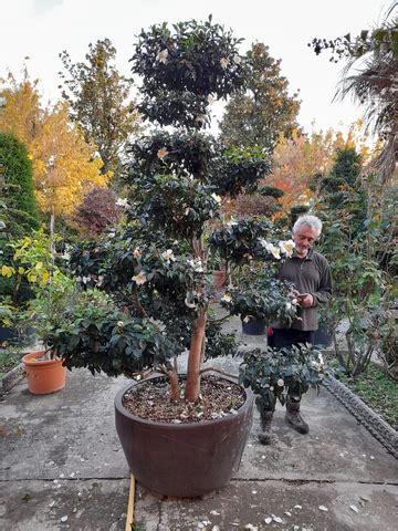 Camellia Sasanqua Hinode Gumo Cloud Tree David Fairley Gardens In